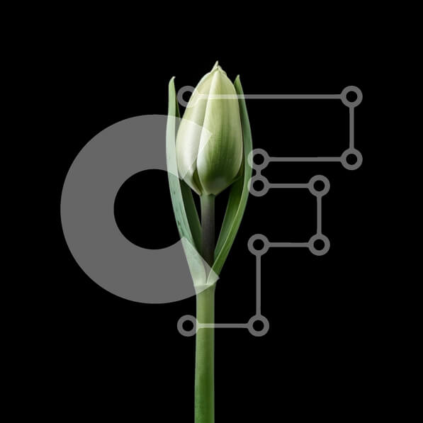 Intra Συλλεκτικό Ξύλινο Παζλ Plywood  4mm - Μονό λευκό μπουμπούκι τουλίπας σε μαύρο φόντο Σε Ξύλινο Κουτί - Διαστάσεις: 10x10 cm – 25 κομμάτια