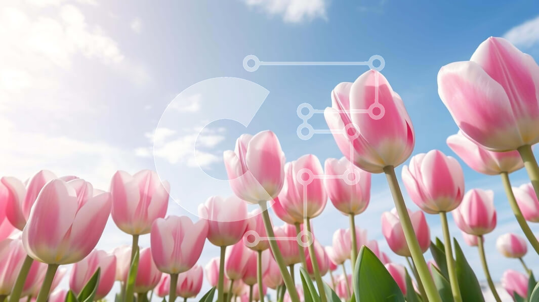 Intra Συλλεκτικό Ξύλινο Παζλ Plywood  4mm - Ζωντανό ροζ τουλίπας σε πλήρη άνθιση Σε Ξύλινο Κουτί - Διαστάσεις: 10x10 cm – 25 κομμάτια