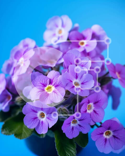 Intra Συλλεκτικό Ξύλινο Παζλ Plywood  4mm - Μωβ λουλούδια σε μαύρο βάζο σε μπλε φόντο Σε Ξύλινο Κουτί - Διαστάσεις: 10x10 cm – 25 κομμάτια