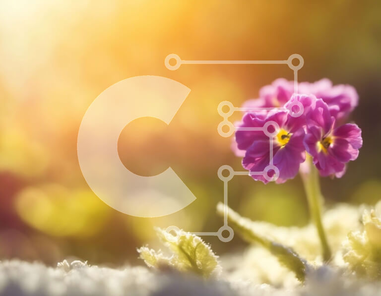 Intra Συλλεκτικό Ξύλινο Παζλ Plywood  4mm - Ροζ λουλούδι που ανθίζει στο χιονισμένο τοπίο Σε Ξύλινο Κουτί - Διαστάσεις: 10x10 cm – 25 κομμάτια