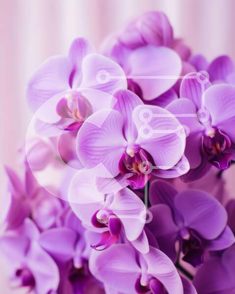 Intra Συλλεκτικό Ξύλινο Παζλ Plywood  4mm - Μπουκέτο με μωβ ορχιδέες Σε Ξύλινο Κουτί - Διαστάσεις: 10x10 cm – 25 κομμάτια