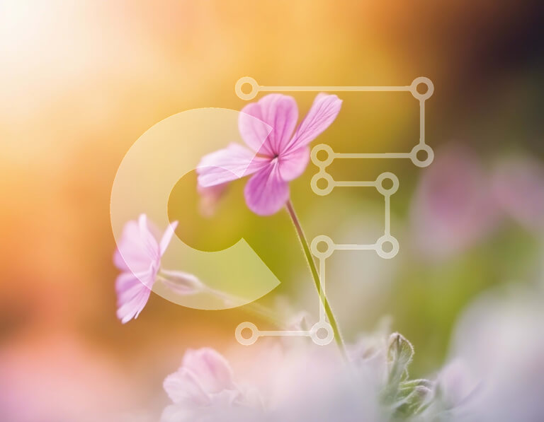 Intra Συλλεκτικό Ξύλινο Παζλ Plywood  4mm - Όμορφη κινηματογράφηση σε πρώτο πλάνο ροζ λουλουδιού με κίτρινο κέντρο Σε Ξύλινο Κουτί - Διαστάσεις: 10x10 cm – 25 κομμάτια