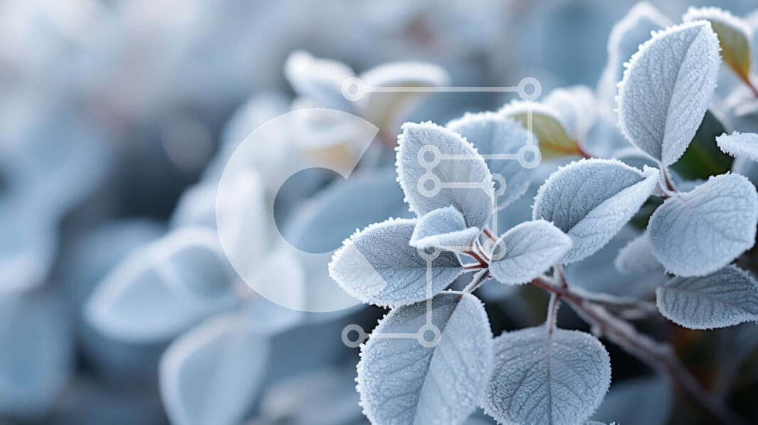 Intra Συλλεκτικό Ξύλινο Παζλ Plywood  4mm - Κοντινή όψη ενός φυτού με λευκό παγετό Σε Ξύλινο Κουτί - Διαστάσεις: 10x10 cm – 25 κομμάτια