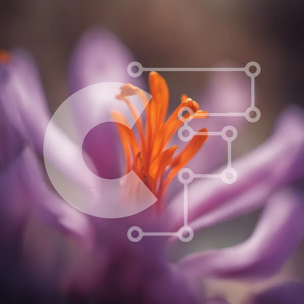 Intra Συλλεκτικό Ξύλινο Παζλ Plywood  4mm - Κοντινό πλάνο ενός πορτοκαλί λουλουδιού με κίτρινο κέντρο Σε Ξύλινο Κουτί - Διαστάσεις: 10x10 cm – 25 κομμάτια