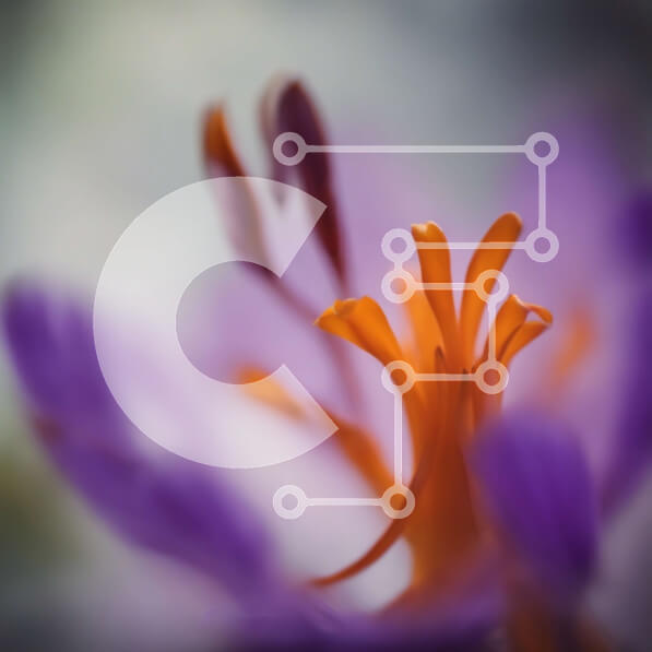 Intra Συλλεκτικό Ξύλινο Παζλ Plywood  4mm - Κοντινό πλάνο ενός λουλουδιού με πορτοκαλί πέταλα και κίτρινο κέντρο Σε Ξύλινο Κουτί - Διαστάσεις: 10x10 cm – 25 κομμάτια