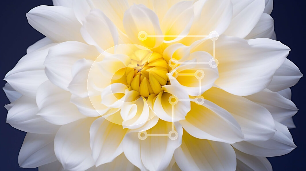 Intra Συλλεκτικό Ξύλινο Παζλ Plywood  4mm - Λευκό και κίτρινο λουλούδι Ντάλια σε πρώτο πλάνο Σε Ξύλινο Κουτί - Διαστάσεις: 10x10 cm – 25 κομμάτια