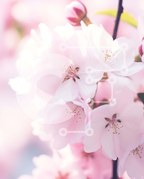 Intra Συλλεκτικό Ξύλινο Παζλ Plywood  4mm - Κοντινό πλάνο των ροζ ανθών την άνοιξη Σε Ξύλινο Κουτί - Διαστάσεις: 10x10 cm – 25 κομμάτια