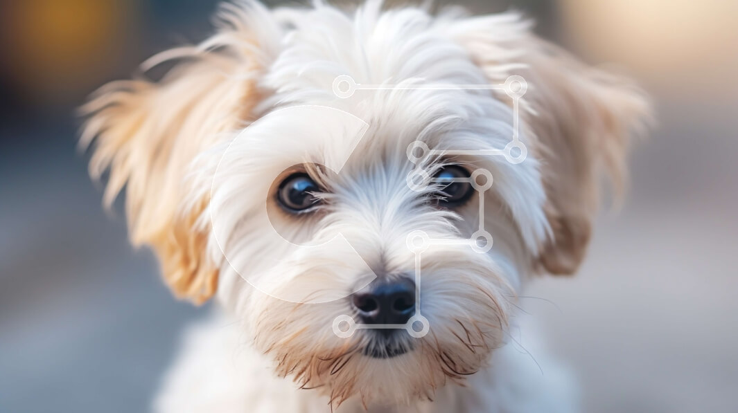 Σετ των 2 Intra Συλλεκτικό Ξύλινο Παζλ Plywood  4mm - Μικρό λευκό σκυλί με αφράτο τρίχωμα και καστανά μάτια Σε Ξύλινο Κουτί - Διαστάσεις: 10x10 cm – 25 κομμάτια