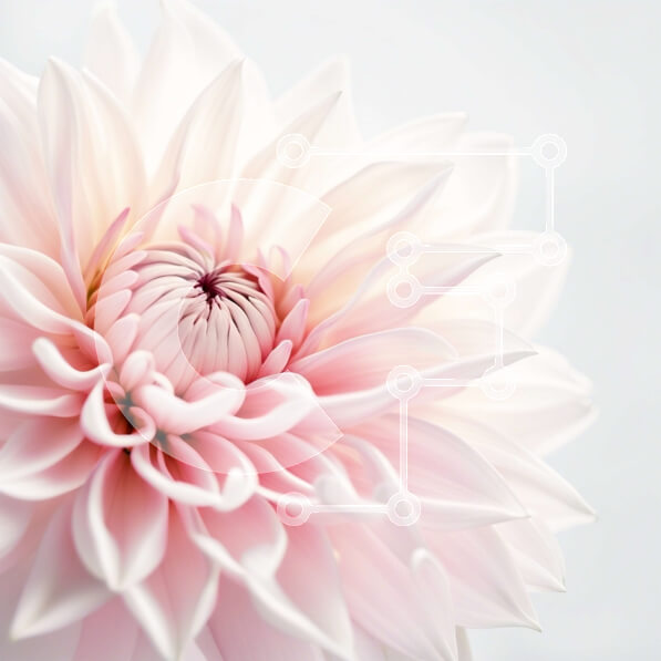 Intra Συλλεκτικό Ξύλινο Παζλ Plywood  4mm - Όμορφη κινηματογράφηση σε πρώτο πλάνο ενός ροζ λουλουδιού σε λευκό φόντο Σε Ξύλινο Κουτί - Διαστάσεις: 10x10 cm – 25 κομμάτια