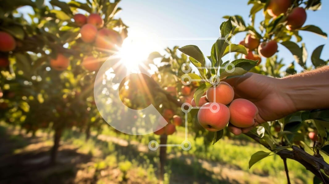 Intra Συλλεκτικό Ξύλινο Παζλ Plywood  4mm - Άτομο που μαζεύει ώριμα φρούτα από μια μηλιά σε έναν οπωρώνα Σε Ξύλινο Κουτί - Διαστάσεις: 10x10 cm – 25 κομμάτια