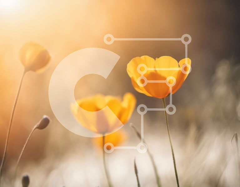 Intra Συλλεκτικό Ξύλινο Παζλ Plywood  4mm - Ζωντανά πορτοκαλί αγριολούλουδα σε ένα ηλιόλουστο χωράφι Σε Ξύλινο Κουτί - Διαστάσεις: 10x10 cm – 25 κομμάτια