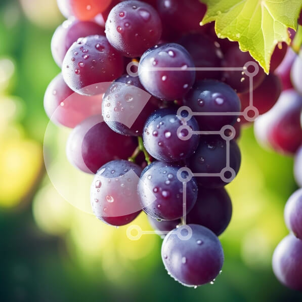 Σετ των 2 Intra Συλλεκτικό Ξύλινο Παζλ Plywood  4mm - Γκρο πλαν φωτογραφία φρέσκων μωβ σταφυλιών με σταγονίδια νερού Σε Ξύλινο Κουτί - Διαστάσεις: 10x10 cm – 25 κομμάτια