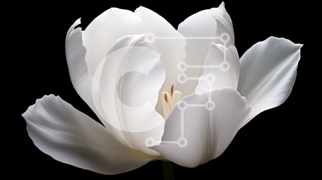 Intra Συλλεκτικό Ξύλινο Παζλ Plywood  4mm - Όμορφο ανθισμένο λευκό λουλούδι σε μαύρο φόντο Σε Ξύλινο Κουτί - Διαστάσεις: 10x10 cm – 25 κομμάτια