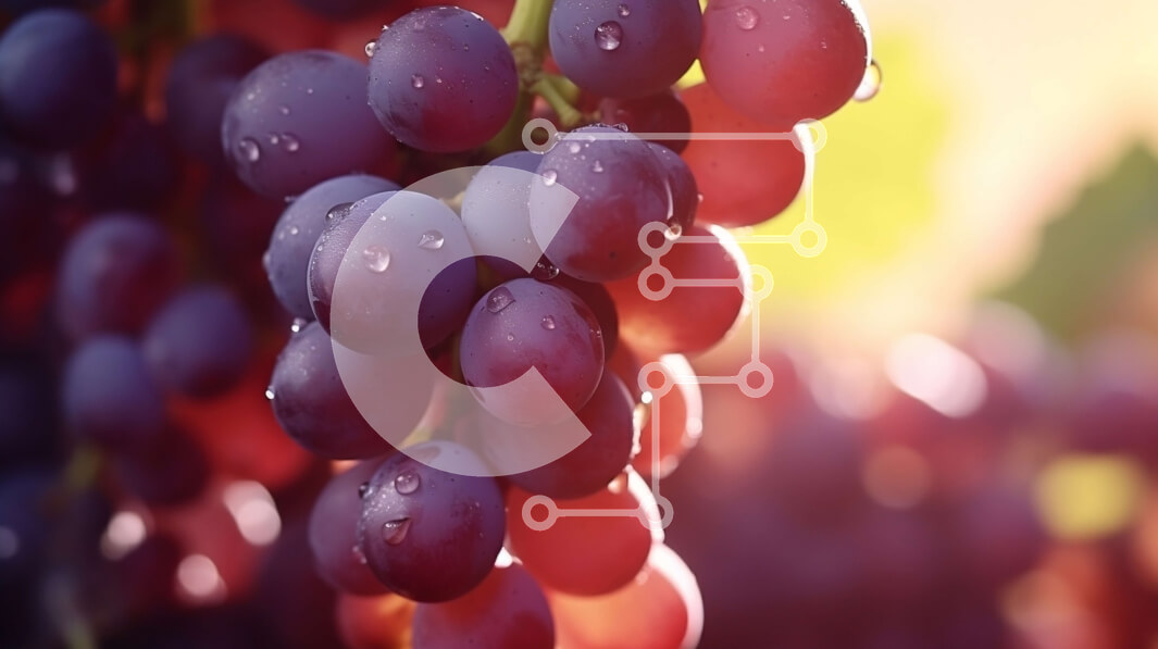 Intra Συλλεκτικό Ξύλινο Παζλ Plywood  4mm - Ώριμα σταφύλια σε αμπέλι σε ένα πράσινο χωράφι με σταγονίδια νερού Σε Ξύλινο Κουτί - Διαστάσεις: 10x10 cm – 25 κομμάτια