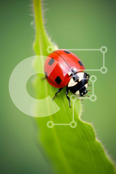 Σετ των 2 Intra Συλλεκτικό Ξύλινο Παζλ Plywood  4mm - Πασχαλίτσα σε ένα πράσινο φύλλο Σε Ξύλινο Κουτί - Διαστάσεις: 10x10 cm – 25 κομμάτια