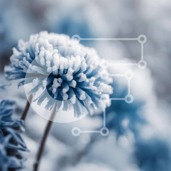 Intra Συλλεκτικό Ξύλινο Παζλ Plywood  4mm - Μπλε λουλούδια που καλύπτονται από χιόνι κινηματογράφηση σε πρώτο πλάνο Σε Ξύλινο Κουτί - Διαστάσεις: 10x10 cm – 25 κομμάτια