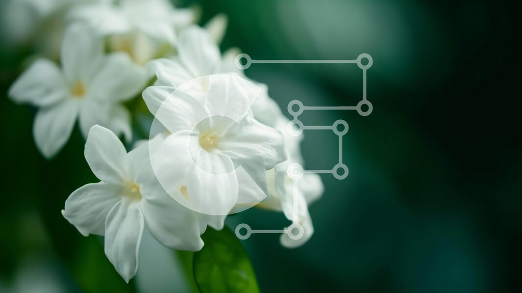 Intra Συλλεκτικό Ξύλινο Παζλ Plywood  4mm - Φρέσκα και ελκυστικά λευκά λουλούδια σε άνθιση Σε Ξύλινο Κουτί - Διαστάσεις: 10x10 cm – 25 κομμάτια