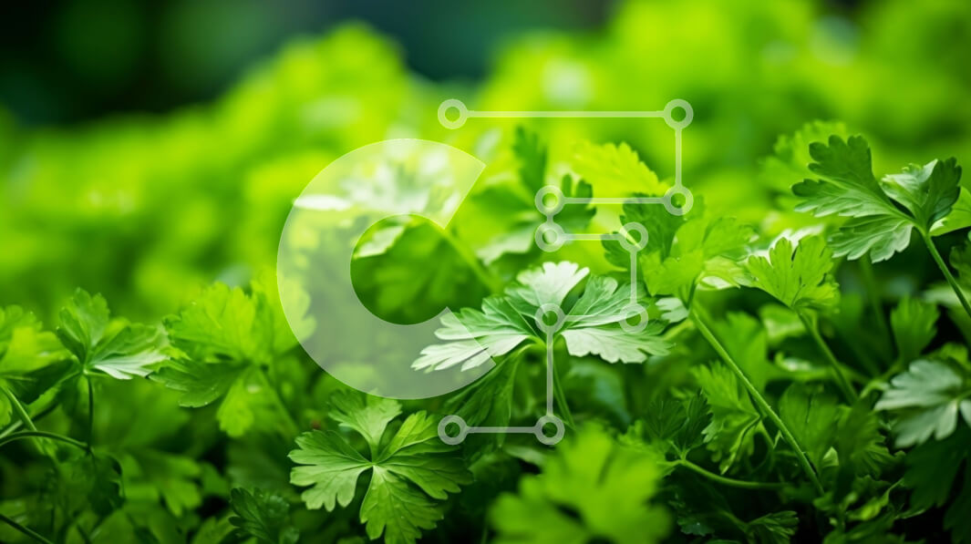 Intra Συλλεκτικό Ξύλινο Παζλ Plywood  4mm - Κοντινή όψη των φρέσκων πράσινων φύλλων μαϊντανού Σε Ξύλινο Κουτί - Διαστάσεις: 10x10 cm – 25 κομμάτια