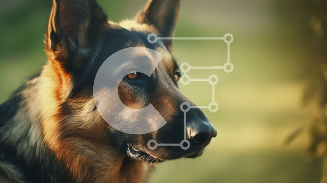 Σετ των 2 Intra Συλλεκτικό Ξύλινο Παζλ Plywood  4mm - Κοντινό πλάνο του προσώπου του γερμανικού ποιμενικού σκύλου Σε Ξύλινο Κουτί - Διαστάσεις: 10x10 cm – 25 κομμάτια