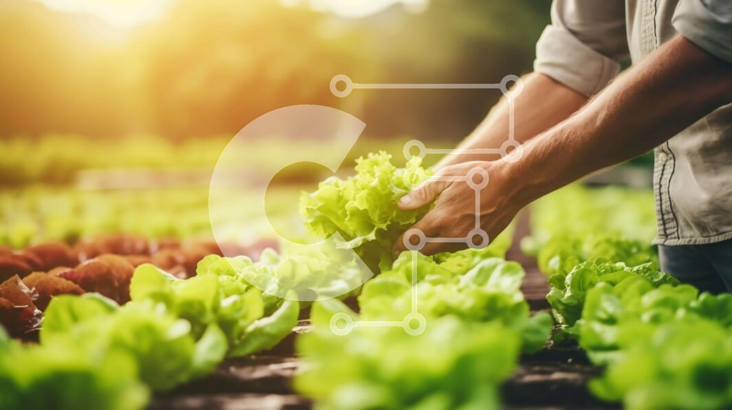 Intra Συλλεκτικό Ξύλινο Παζλ Plywood  4mm - Άτομο που μαζεύει μαρούλι από τον κήπο Σε Ξύλινο Κουτί - Διαστάσεις: 10x10 cm – 25 κομμάτια