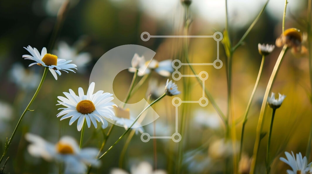 Intra Συλλεκτικό Ξύλινο Παζλ Plywood  4mm - Πεδίο με λευκές μαργαρίτες στη φύση Σε Ξύλινο Κουτί - Διαστάσεις: 10x10 cm – 25 κομμάτια