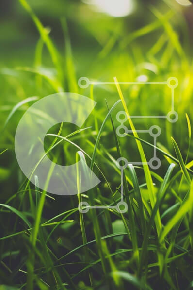 Σετ των 2 Intra Συλλεκτικό Ξύλινο Παζλ Plywood  4mm - Κοντινό πλάνο της πλούσιας πράσινης χλόης στη φωτεινή ηλιοφάνεια Σε Ξύλινο Κουτί - Διαστάσεις: 10x10 cm – 25 κομμάτια