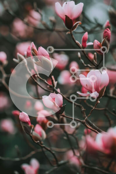 Σετ των 2 Intra Συλλεκτικό Ξύλινο Παζλ Plywood  4mm - Ανοιξιάτικα άνθη στο κλαδί δέντρου Σε Ξύλινο Κουτί - Διαστάσεις: 10x10 cm – 25 κομμάτια