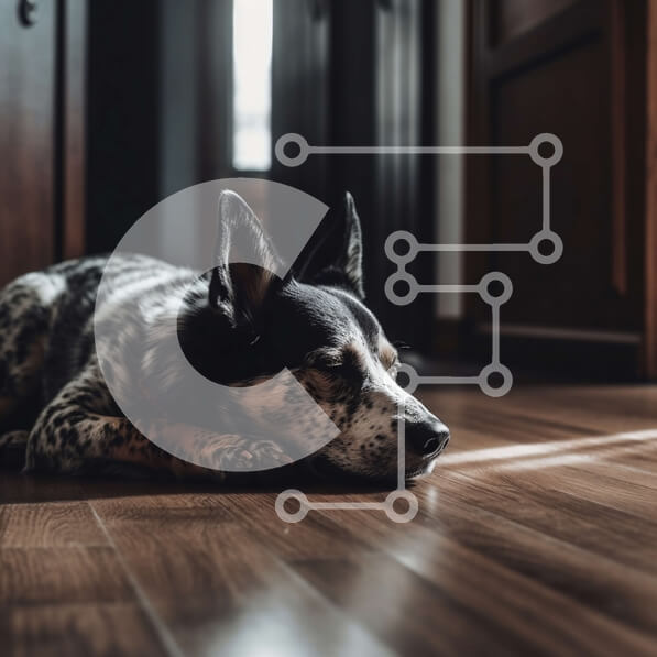 Intra Συλλεκτικό Ξύλινο Παζλ Plywood  4mm - Αξιολάτρευτη εικόνα ενός ασπρόμαυρου σκύλου σε ξύλινο πάτωμα Σε Ξύλινο Κουτί - Διαστάσεις: 10x10 cm – 25 κομμάτια