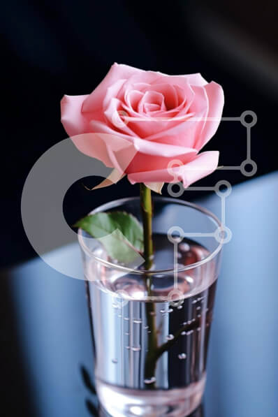 Intra Συλλεκτικό Ξύλινο Παζλ Plywood  4mm - Μονό ροζ τριαντάφυλλο σε ένα ποτήρι νερό Σε Ξύλινο Κουτί - Διαστάσεις Puzzle: 10x10 cm – 25 κομμάτια