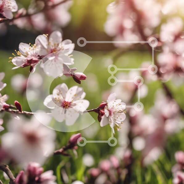 Intra Συλλεκτικό Ξύλινο Παζλ Plywood  4mm - Κοντινό πλάνο των ανθισμένων λευκών κερασιών την άνοιξη με το φως του ήλιου Σε Ξύλινο Κουτί - Διαστάσεις: 10x10 cm – 25 κομμάτια