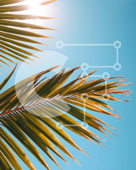 Intra Συλλεκτικό Ξύλινο Παζλ Plywood  4mm - Ζωντανά φύλλα φοίνικα ενάντια στον καθαρό μπλε ουρανό Σε Ξύλινο Κουτί - Διαστάσεις: 10x10 cm – 25 κομμάτια