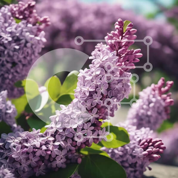 Intra Συλλεκτικό Ξύλινο Παζλ Plywood  4mm - Συστάδα από μωβ λιλά λουλούδια την άνοιξη Σε Ξύλινο Κουτί - Διαστάσεις: 10x10 cm – 25 κομμάτια