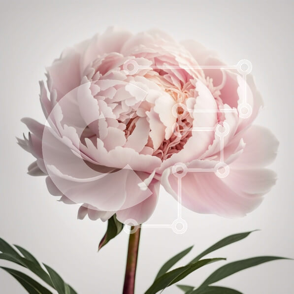 Intra Συλλεκτικό Ξύλινο Παζλ Plywood  4mm - Όμορφη εικόνα ενός ροζ λουλουδιού παιώνιας σε λευκό φόντο Σε Ξύλινο Κουτί - Διαστάσεις: 10x10 cm – 25 κομμάτια