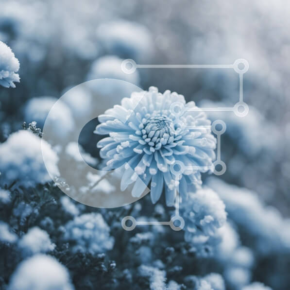 Intra Συλλεκτικό Ξύλινο Παζλ Plywood  4mm - Μπλε λουλούδι καλυμμένο στο χιόνι Σε Ξύλινο Κουτί - Διαστάσεις: 10x10 cm – 25 κομμάτια