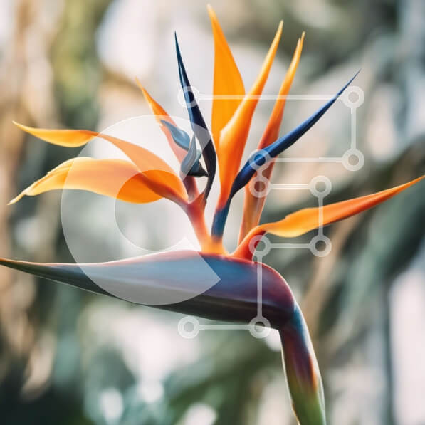 Intra Συλλεκτικό Ξύλινο Παζλ Plywood  4mm - Λουλούδι Bird of Paradise με ζωηρά πορτοκαλί και μπλε πέταλα Σε Ξύλινο Κουτί - Διαστάσεις: 10x10 cm – 25 κομμάτια