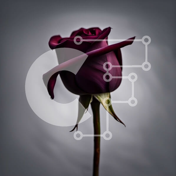 Intra Συλλεκτικό Ξύλινο Παζλ Plywood  4mm - Όμορφο σκούρο μωβ τριαντάφυλλο σε πλήρη άνθιση με σταγόνες δροσιάς Σε Ξύλινο Κουτί - Διαστάσεις: 10x10 cm – 25 κομμάτια