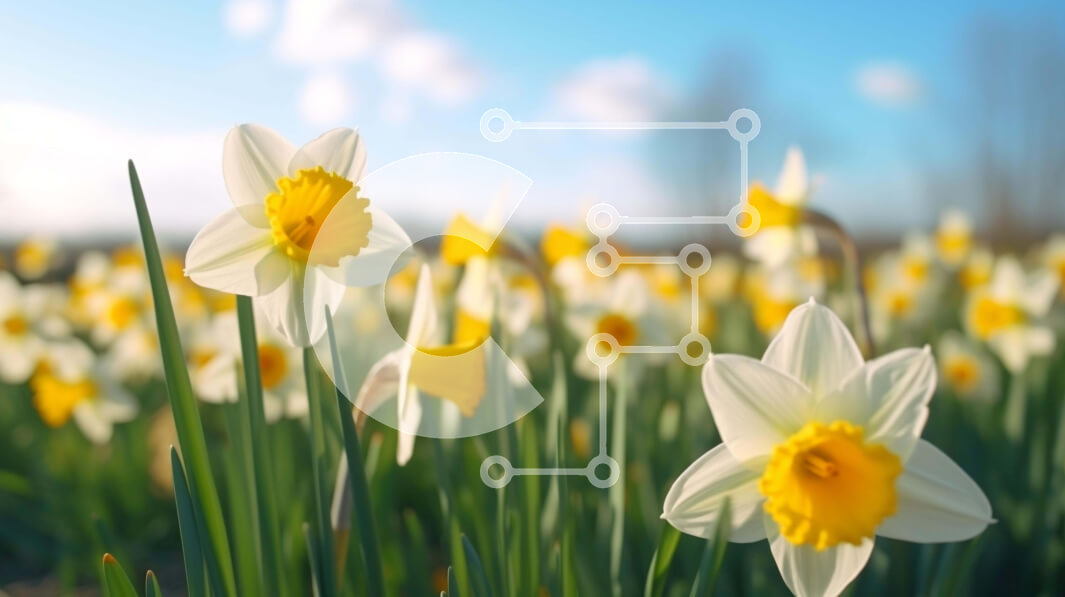 Intra Συλλεκτικό Ξύλινο Παζλ Plywood  4mm - Πεδίο με ανθισμένους νάρκισσους την άνοιξη Σε Ξύλινο Κουτί - Διαστάσεις: 10x10 cm – 25 κομμάτια