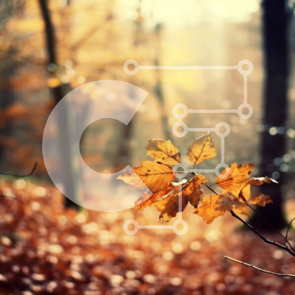 Intra Συλλεκτικό Ξύλινο Παζλ Plywood  4mm - Κοντινό πλάνο ενός ενιαίου κίτρινου φύλλου στο έδαφος σε ένα δάσος Σε Ξύλινο Κουτί - Διαστάσεις: 10x10 cm – 25 κομμάτια