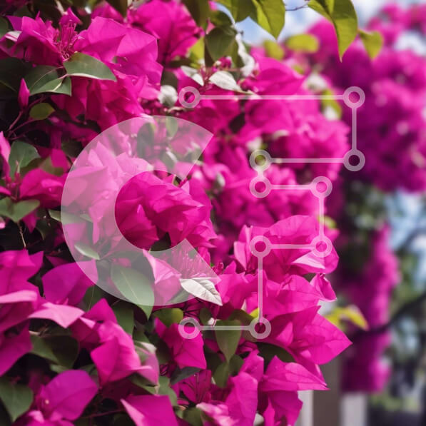 Intra Συλλεκτικό Ξύλινο Παζλ Plywood  4mm - Ανθισμένο δέντρο βουκαμβίλιων στην αστική περιοχή Σε Ξύλινο Κουτί - Διαστάσεις: 10x10 cm – 25 κομμάτια