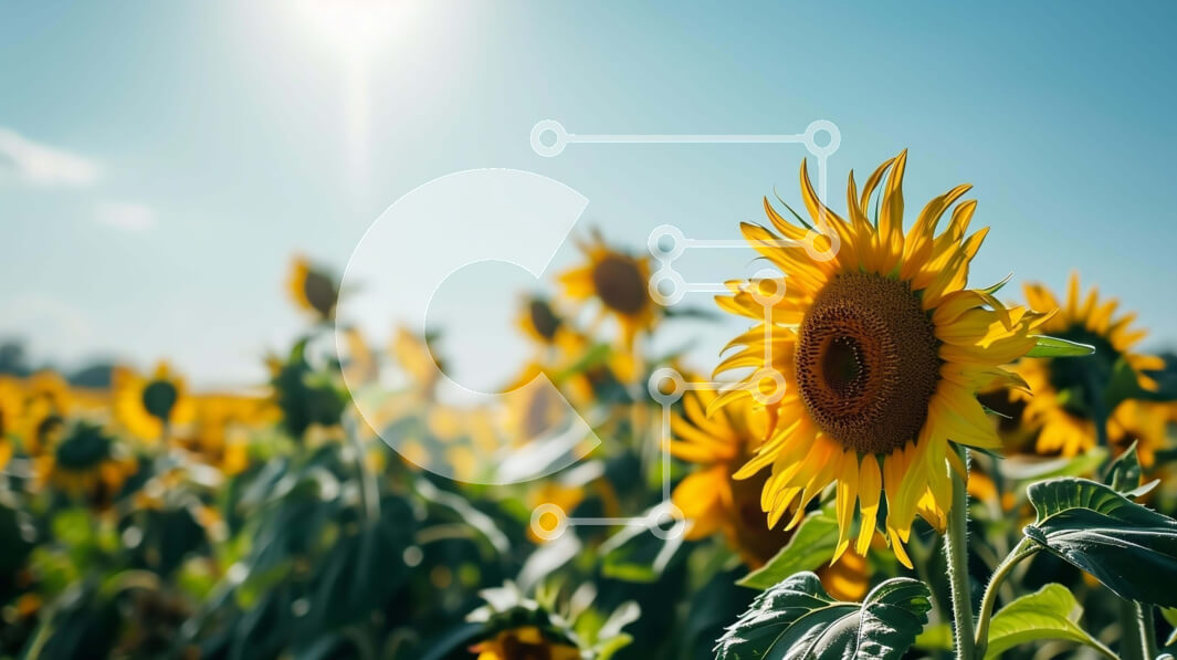 Intra Συλλεκτικό Ξύλινο Παζλ Plywood  4mm - Πεδίο με ηλιοτρόπια με λαμπερή ηλιοφάνεια Σε Ξύλινο Κουτί - Διαστάσεις: 10x10 cm – 25 κομμάτια