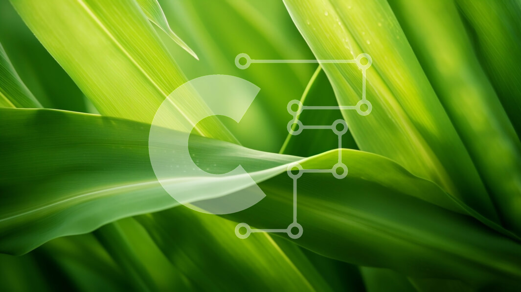 Intra Συλλεκτικό Ξύλινο Παζλ Plywood  4mm - Κοντινό πλάνο φυλλώδους πράσινου φυτού με μακριά λεπτά φύλλα Σε Ξύλινο Κουτί - Διαστάσεις: 10x10 cm – 25 κομμάτια