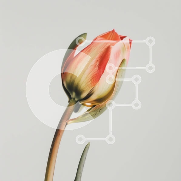 Intra Συλλεκτικό Ξύλινο Παζλ Plywood  4mm - Μονό ροζ λουλούδι τουλίπας σε πρώτο πλάνο Σε Ξύλινο Κουτί - Διαστάσεις: 10x10 cm – 25 κομμάτια