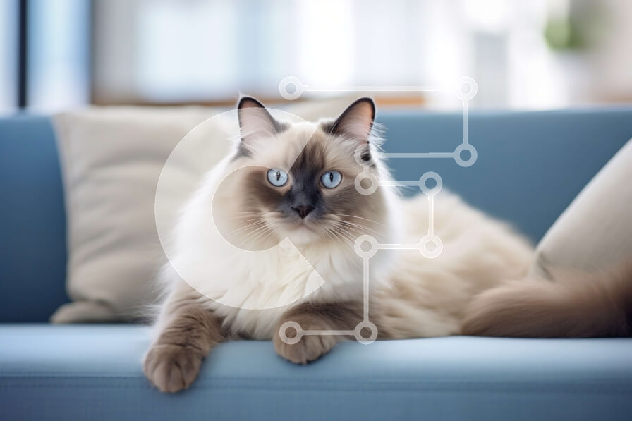 Σετ των 2 Intra Συλλεκτικό Ξύλινο Παζλ Plywood  4mm - Μακρυμάλλης γάτα σε μπλε καναπέ με μπλε μάτια και λευκή γούνα Σε Ξύλινο Κουτί - Διαστάσεις: 10x10 cm – 25 κομμάτια