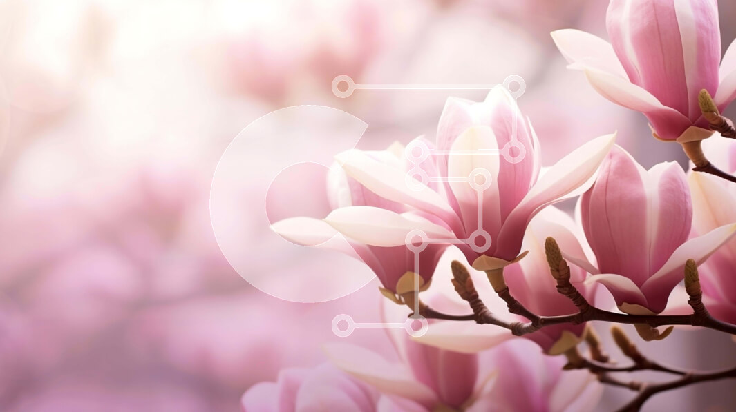 Intra Συλλεκτικό Ξύλινο Παζλ Plywood  4mm - Ροζ δέντρο μανόλιας με λευκά λουλούδια σε άνθιση Σε Ξύλινο Κουτί - Διαστάσεις: 10x10 cm – 25 κομμάτια