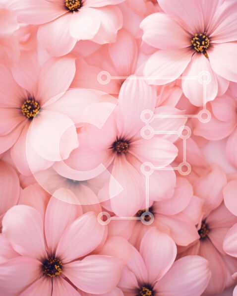 Intra Συλλεκτικό Ξύλινο Παζλ Plywood  4mm - Σύνθεση με ζωηρά ροζ λουλούδια Σε Ξύλινο Κουτί - Διαστάσεις: 10x10 cm – 25 κομμάτια