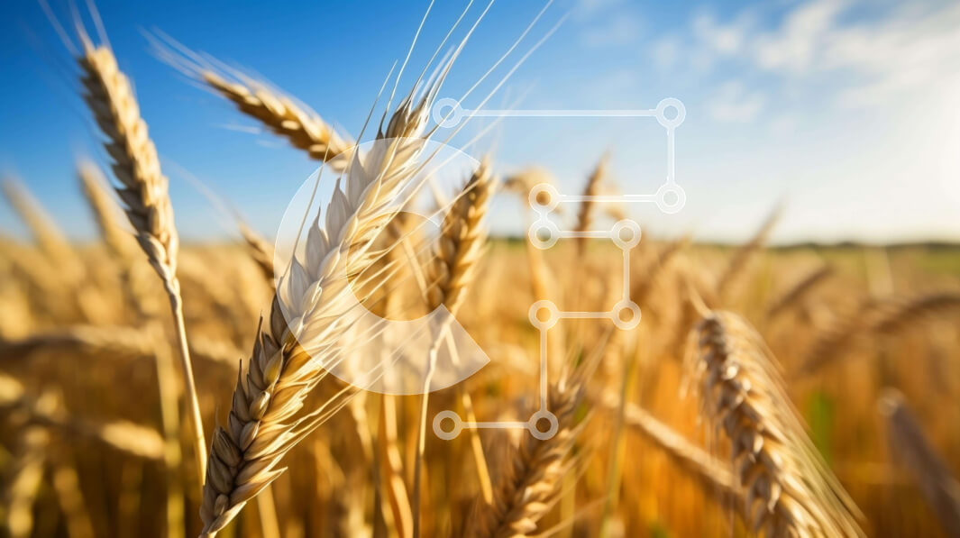 Intra Συλλεκτικό Ξύλινο Παζλ Plywood  4mm - Χρυσό σιτάρι έτοιμο για συγκομιδή με μπλε ουρανό Σε Ξύλινο Κουτί - Διαστάσεις: 10x10 cm – 25 κομμάτια