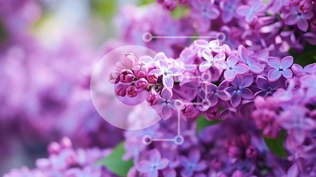 Intra Συλλεκτικό Ξύλινο Παζλ Plywood  4mm - Κοντινό πλάνο μωβ λιλά λουλούδια με πράσινα φύλλα Σε Ξύλινο Κουτί - Διαστάσεις: 10x10 cm – 25 κομμάτια