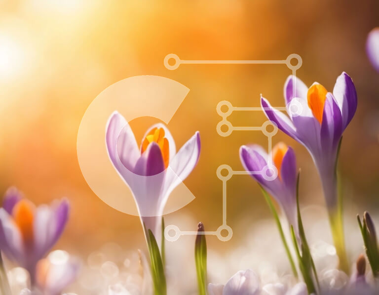 Intra Συλλεκτικό Ξύλινο Παζλ Plywood  4mm - Όμορφοι μωβ κρόκοι σε ένα χωράφι Σε Ξύλινο Κουτί - Διαστάσεις: 10x10 cm – 25 κομμάτια