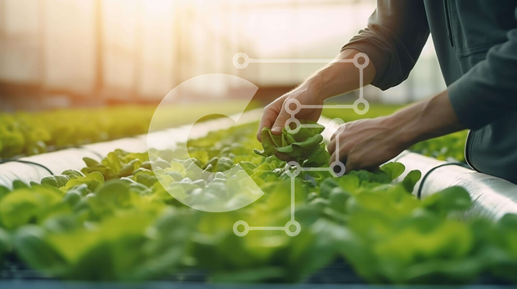 Intra Συλλεκτικό Ξύλινο Παζλ Plywood  4mm - Εσωτερικός Υδροπονικός Κήπος Συγκομιδή φρέσκων φύλλων μαρουλιού Σε Ξύλινο Κουτί - Διαστάσεις: 10x10 cm – 25 κομμάτια