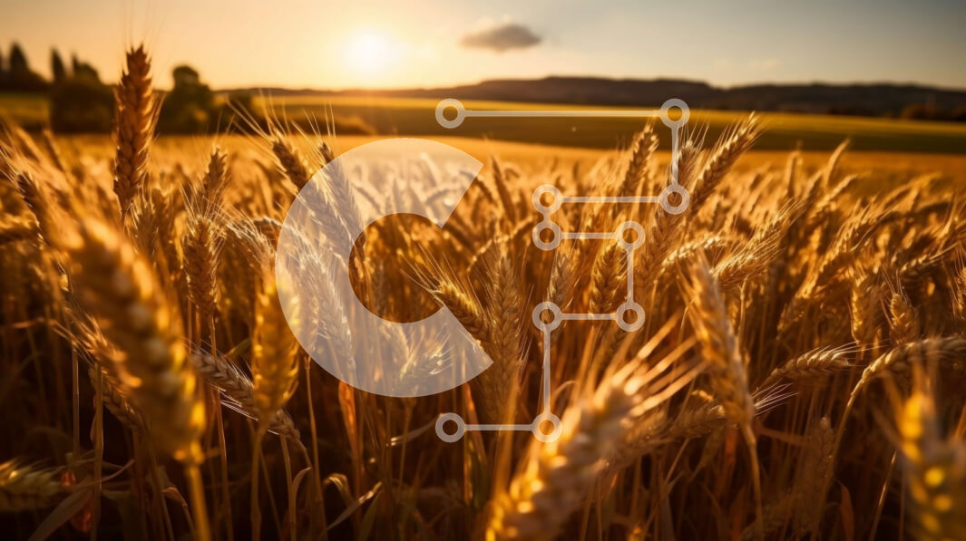 Intra Συλλεκτικό Ξύλινο Παζλ Plywood  4mm - Εκπληκτική εικόνα του χρυσού χωραφιού σίτου στο ηλιοβασίλεμα Σε Ξύλινο Κουτί - Διαστάσεις: 10x10 cm – 25 κομμάτια